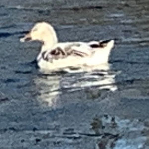 Meet your Posher, Sally